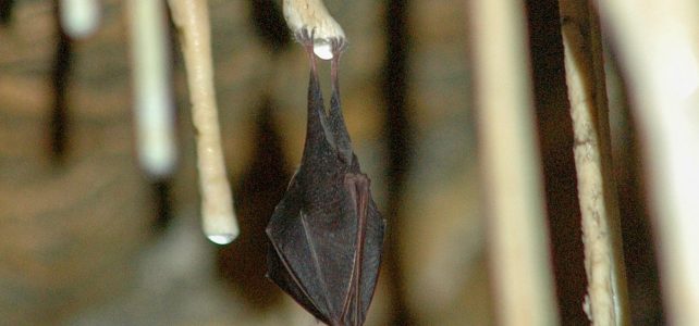 Uspávání netopýrů v Javoříčských jeskyních