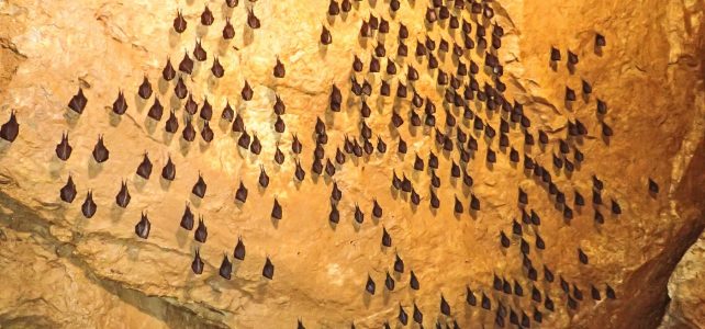 Probouzení netopýrů v Javoříčských jeskyních