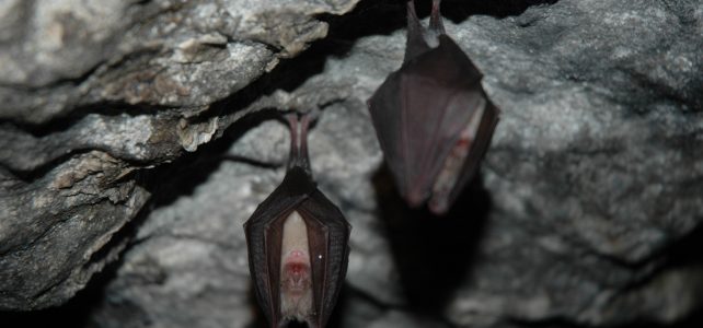 Terénní exkurze v Hrubé Vodě – za břidlicí i netopýry
