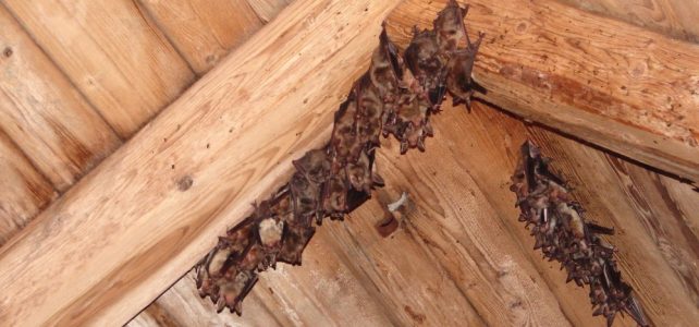 Seminář o ochraně netopýrů vázaných na úkryty v budovách a ve stromech