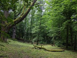 Staré stromy v Choltické oboře