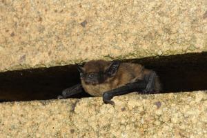 V letním období netopýr hvízdavý často sídlí v budovách