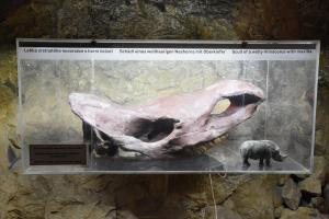 Expozice v jeskyni Kůlna - lebka srsnatého nosorožce