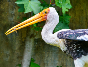 V zoo je chována řada ohrožených druhů, jako například nesyt indomalajský