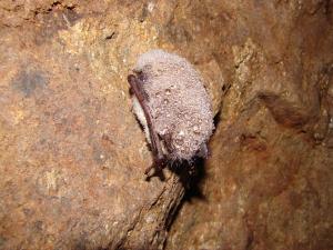 Na těle netopýra můžou zkondenzovat kapky vlhkosti - zde netopýr vodní