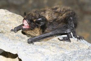 Na Choustník občas přilétá hibernovat i poměrně vzácný netopýr severní
