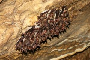 Zimující netopýři velcí v jeskyni Rasovna