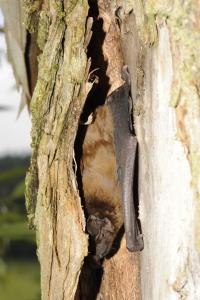 Také netopýr rezavý se řadí mezi typické stromové druhy