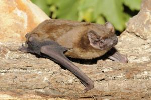 Typickým obyvatelem parku je netopýr rezavý - osídluje stromové dutiny a večer zde loví hmyz