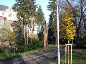 Při úpravách parku Bezručovy sady byla ponechána torza stromů pro ochranu vzácného hmyzu