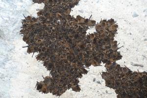 Velká část netopýrů hvízdavých zimujících na Slapech každoročně vytváří velký shluk na stropě kanálu