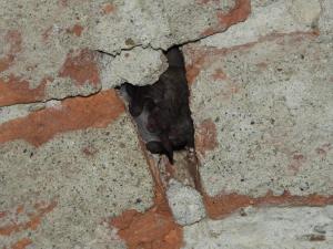 Zatímco vrápenci při hibernaci visí volně ze stropu, jiné druhy - zde netopýr dlouhouchý - zalézají do škvír ve zdivu