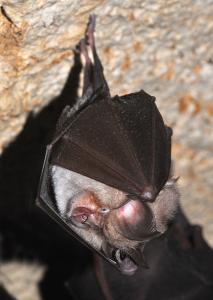 Vrápence lze od netopýrů poznat podle zvláštních výrůstků na nose