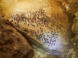 Nejpočetnějšími zimními spáči ve zdejších jeskyních jsou vrápenci malí