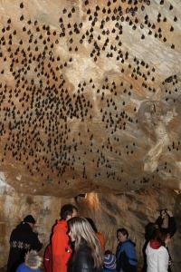 Uspávání netopýrů - speciální podzimní prohlídka jeskyní 