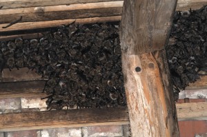 Letní kolonie netopýrů velkých na zámku Doudleby. 