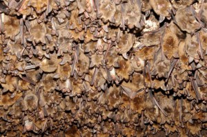 Kolonie netopýrů velkých na Točníku - samice se k sobě tisknou a navzájem se zahřívají